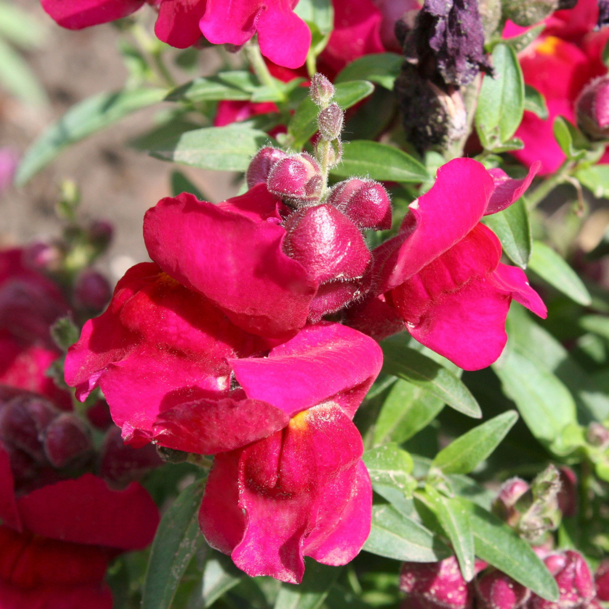 BIO Papuľka väčšia Black Prince - Antirrhinum majus - predaj bio semien - 120 ks