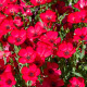 BIO Ľan veľkokvetý červený - Linum grandiflorum - predaj bio semien - 120 ks