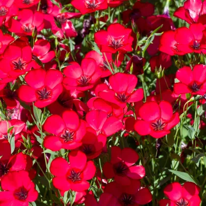 BIO Ľan veľkokvetý červený - Linum grandiflorum - predaj bio semien - 120 ks