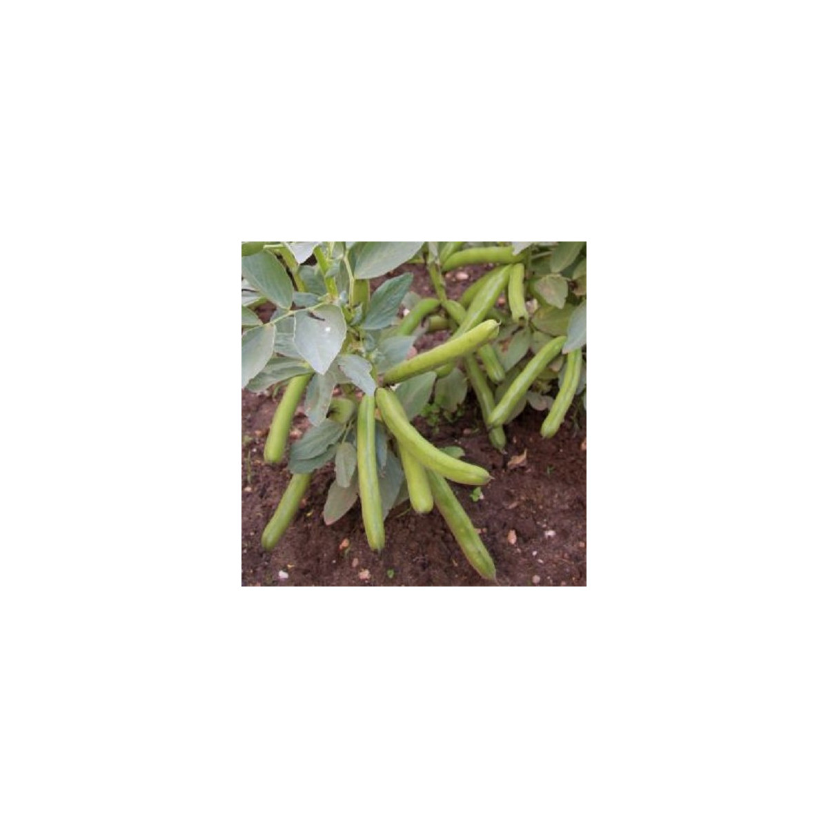 BIO Bôb Ratio - Vicia faba - predaj bio semien - 15 ks
