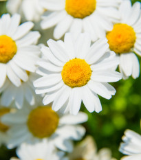 Margaréta balkónová biela - Chrysanthemum paludosum - semiačka - 500 ks