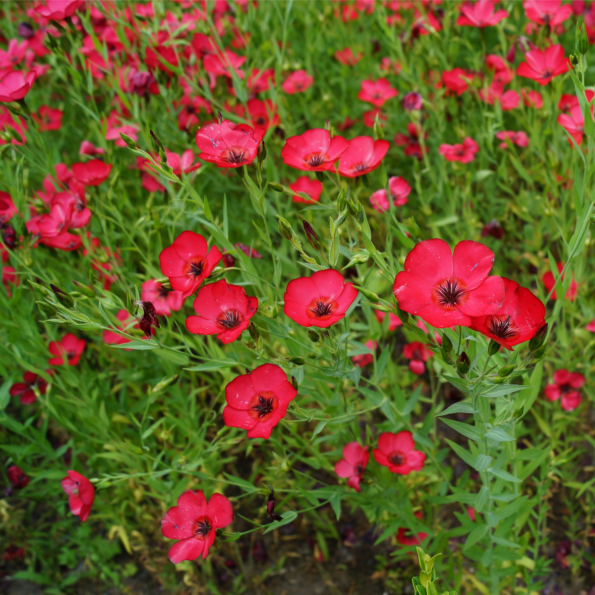 Ľan červený veľkokvetý - Linum grandiflorum - predaj semien - 140 ks