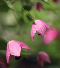 Rodochiton Purple Bells - Rhodochiton atrosanguineus - predaj semien - 6 ks