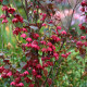 Rodochiton Purple Bells - Rhodochiton atrosanguineus - predaj semien - 6 ks