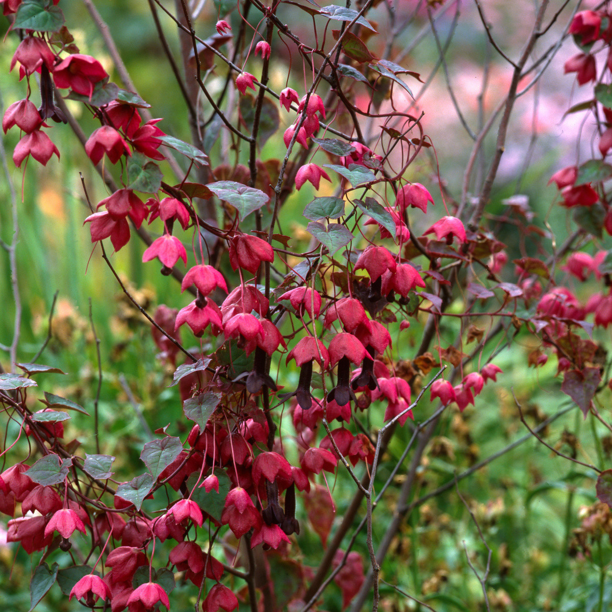 Rodochiton Purple Bells - Rhodochiton atrosanguineus - predaj semien - 6 ks
