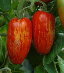 BIO Paradajka Striped Roman - Solanum lycopersicum - predaj bio semien - 7 ks