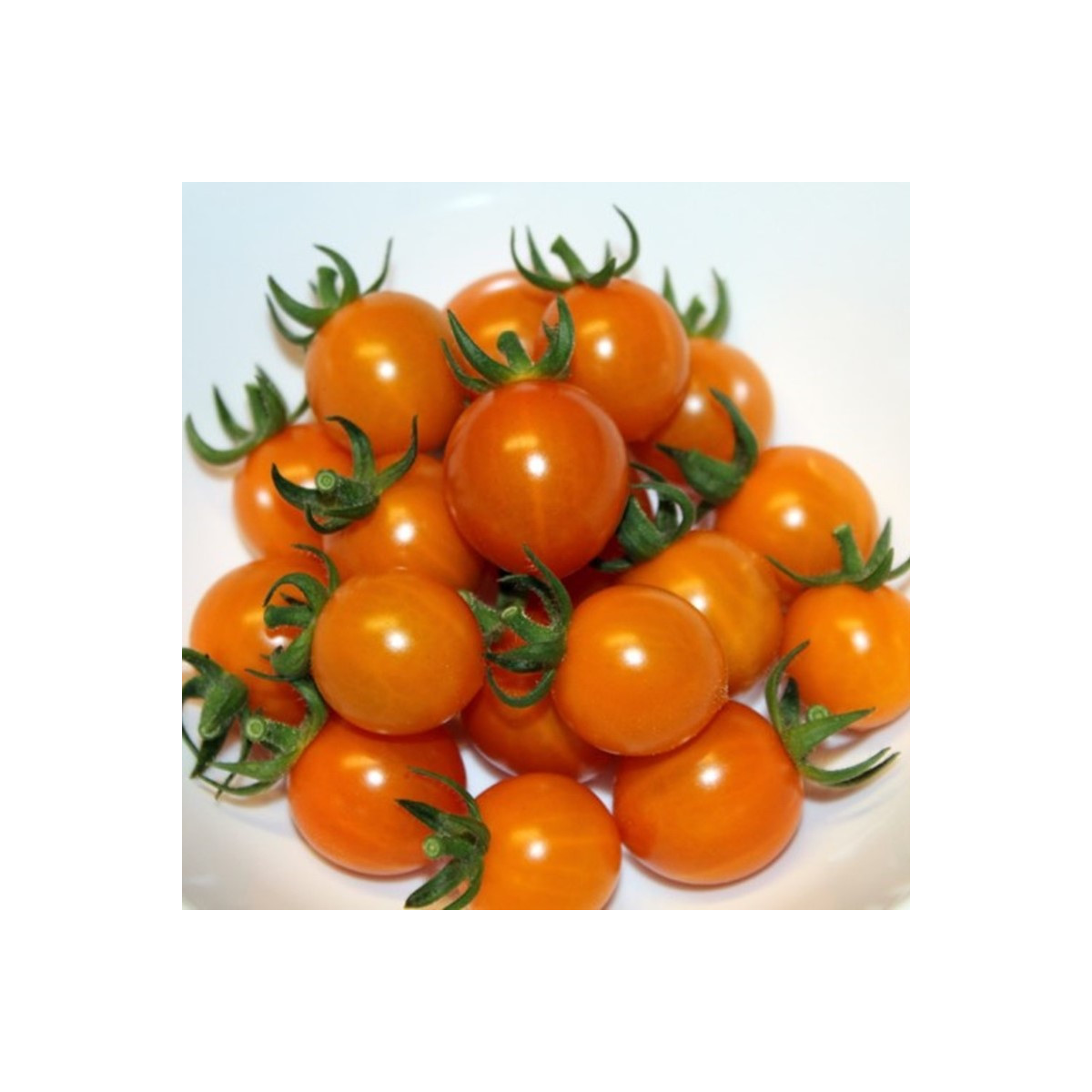 Paradajka Tiny Temptations Orange F1 PhR - Solanum lycopersicum - predaj semien - 5 ks
