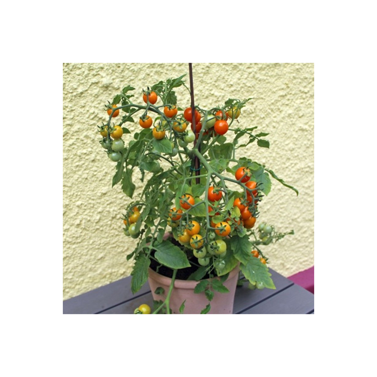 Paradajka Tiny Temptations Orange F1 PhR - Solanum lycopersicum - predaj semien - 5 ks