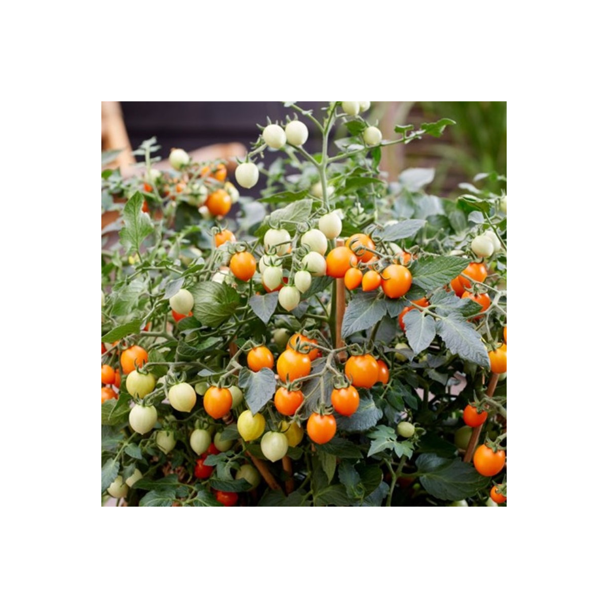 Paradajka Tiny Temptations Orange F1 PhR - Solanum lycopersicum - predaj semien - 5 ks