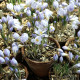 Krókus Blue Pearl - Crocus - predaj cibuľovín - 3 ks
