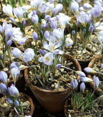 Krókus Blue Pearl - Crocus - predaj cibuľovín - 3 ks