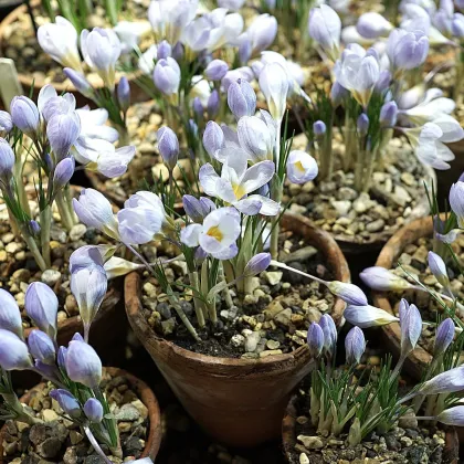 Krókus Blue Pearl - Crocus - predaj cibuľovín - 3 ks