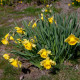 Narcis Baby Moon - Narcissus Jonquilla - predaj cibuľovín - 3 ks