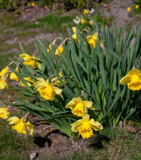 Narcis Baby Moon - Narcissus Jonquilla - predaj cibuľovín - 3 ks