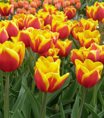 Tulipán Kees Nelis - Tulipa - predaj cibuľovín - 3 ks