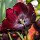 Tulipány