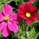 Krasuľka perovitá Sonata - Cosmos bipinnatus - predaj semien - 20 ks