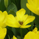 Tulipán Yellow Purissima - Tulipa - predaj cibuľovín - 3 ks