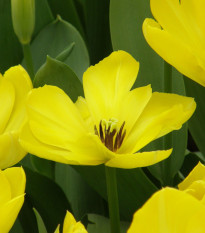 Tulipán Yellow Purissima - Tulipa - predaj cibuľovín - 3 ks