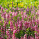 Angelónia úzkolistá Serenita pink - Angelonia angustifolia - predaj semien - 6 ks​