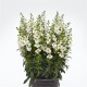 Angelónia úzkolistá Serenita white - Angelonia angustifolia - predaj semien - 6 ks