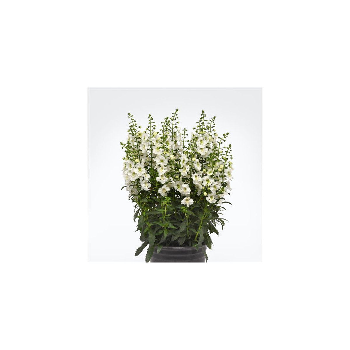 Angelónia úzkolistá Serenita white - Angelonia angustifolia - predaj semien - 6 ks