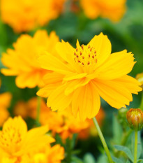 Krasuľka žltá Sunset - Cosmos sulphureus - semiačka - 40 ks