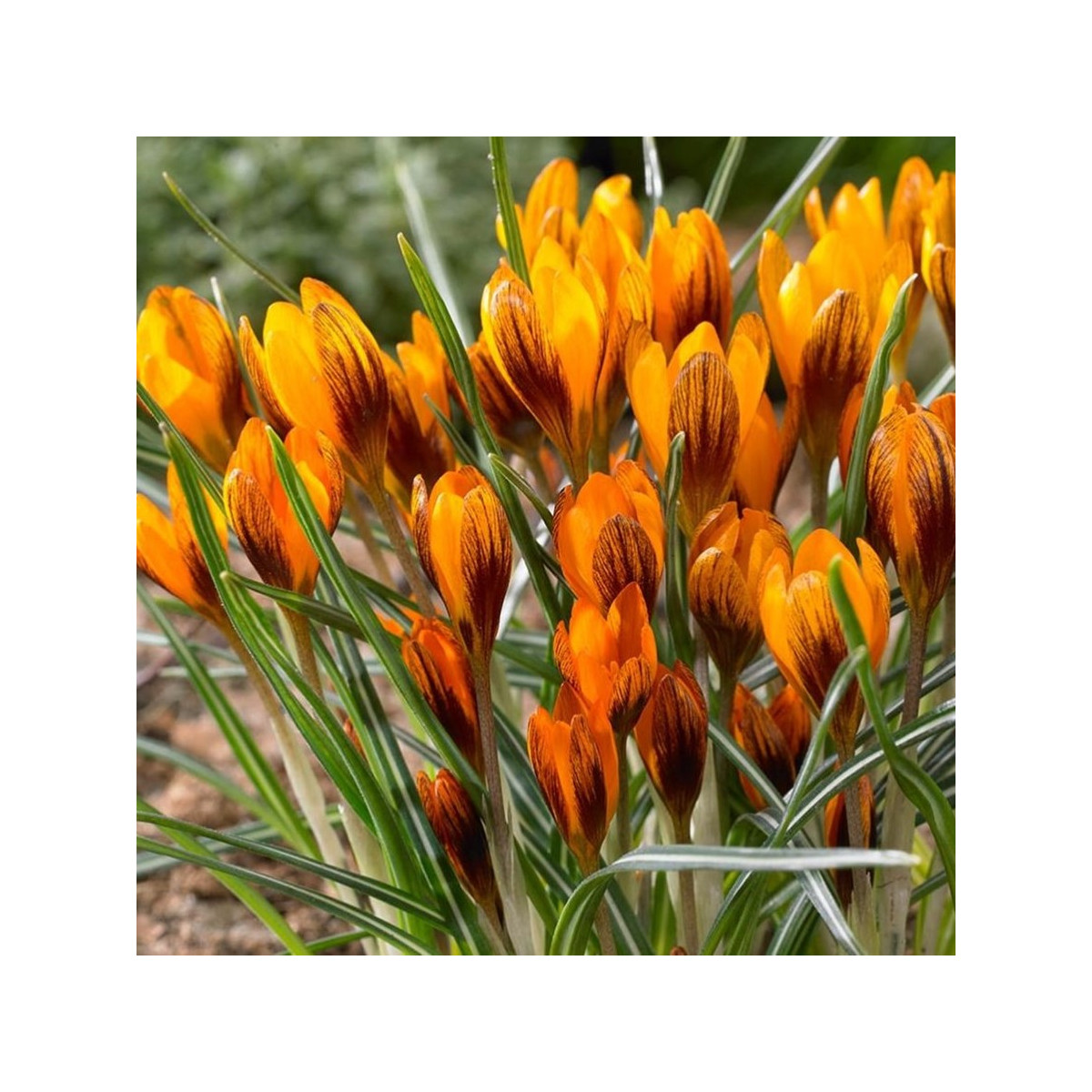 Krókus Orange Monarch - Crocus Chrysanthus - predaj cibuľovín - 3 ks