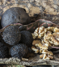 Orech čierny - Juglans nigra - predaj semien - 2 ks