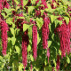 Láskavec chvostový - Amaranthus caudatus - predaj semien - 300 ks