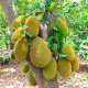 Chlebovník rôznolistý - Artocarpus heterophyllus - predaj semien - 2 ks