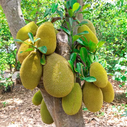 Chlebovník rôznolistý - Artocarpus heterophyllus - predaj semien - 2 ks