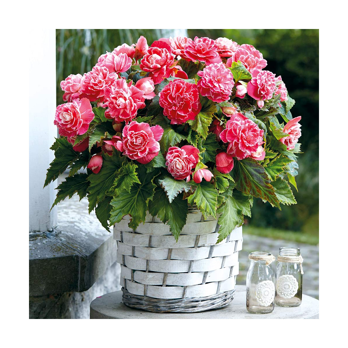 Begónia Camellia - Begonia - predaj cibuľovín - 2 ks
