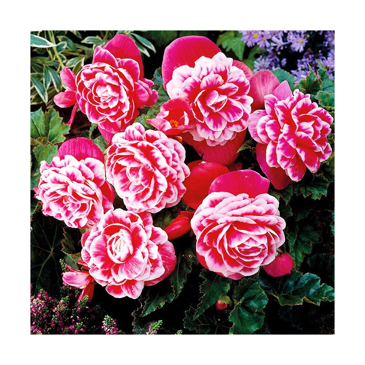 Begónia Camellia - Begonia - predaj cibuľovín - 2 ks