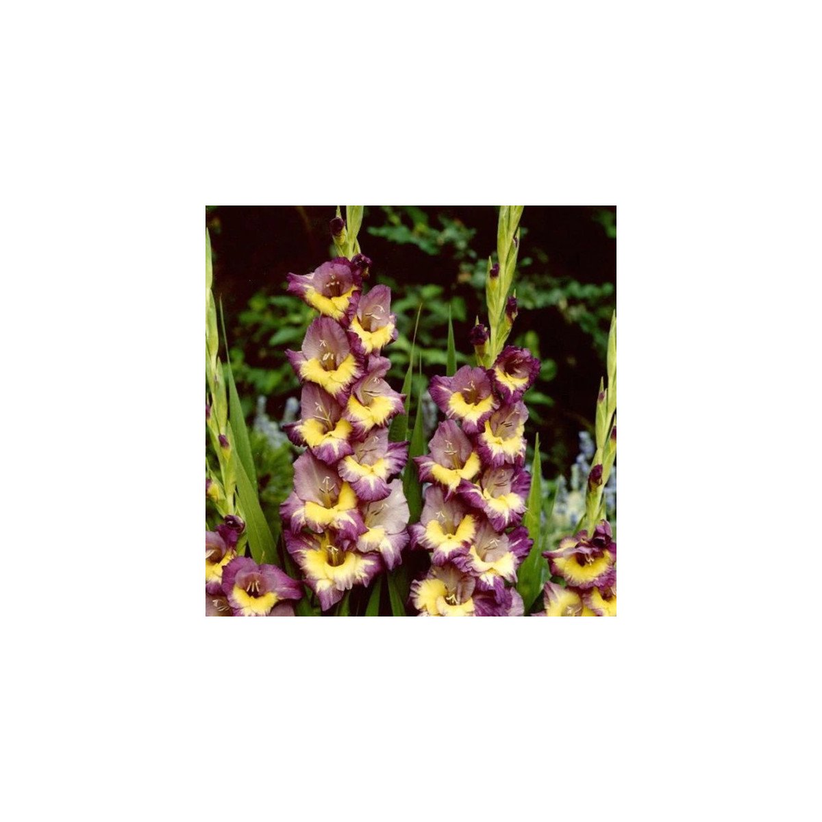 Gladiola Dynamite - Gladiolus - predaj cibuľovín - 3 ks