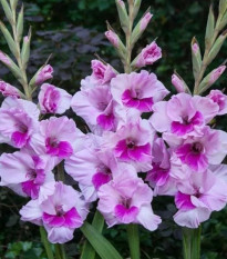 Gladiola Alannah - Gladiolus - predaj cibuľovín - 3 ks