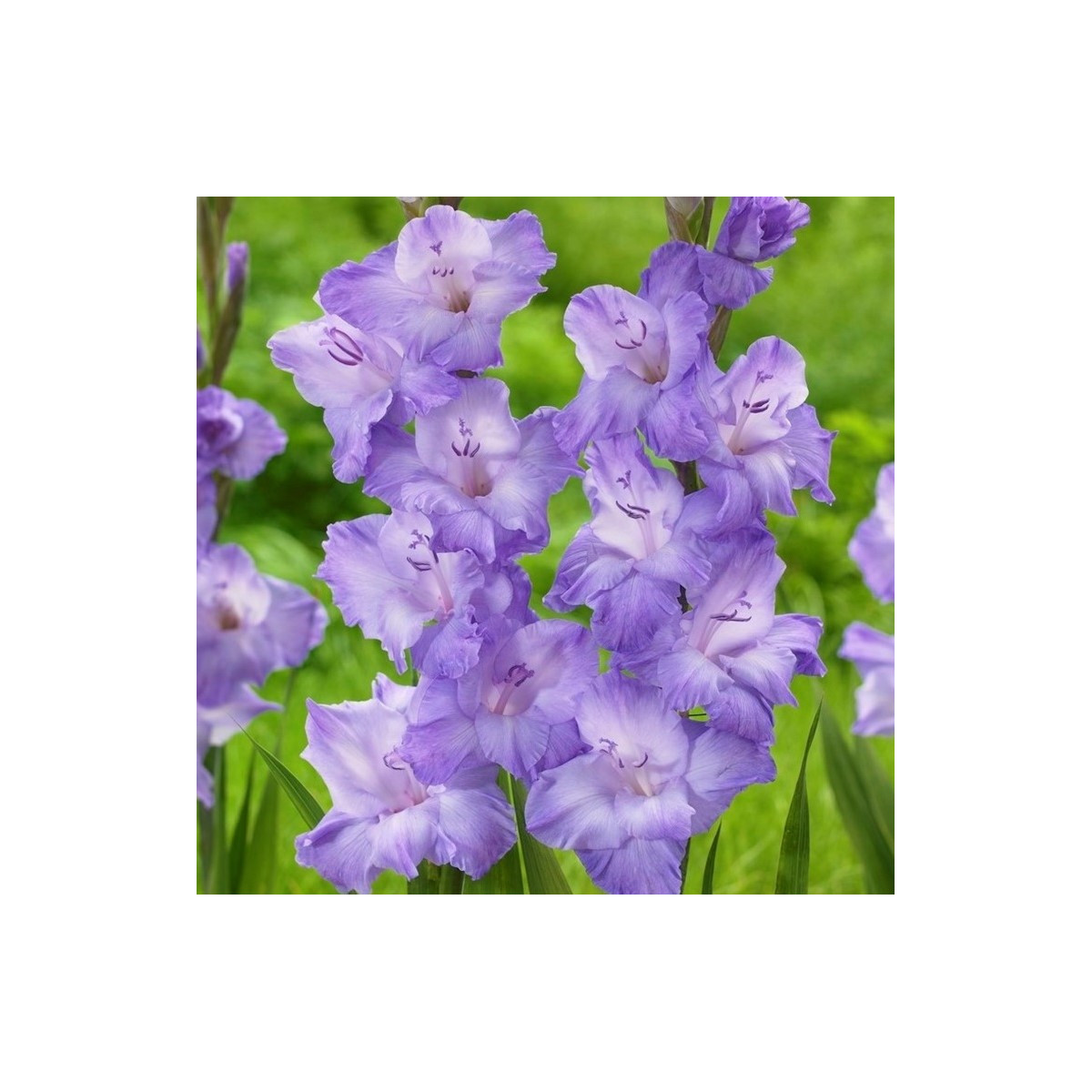Gladiola Milka - Gladiolus - predaj cibuľovín - 3 ks