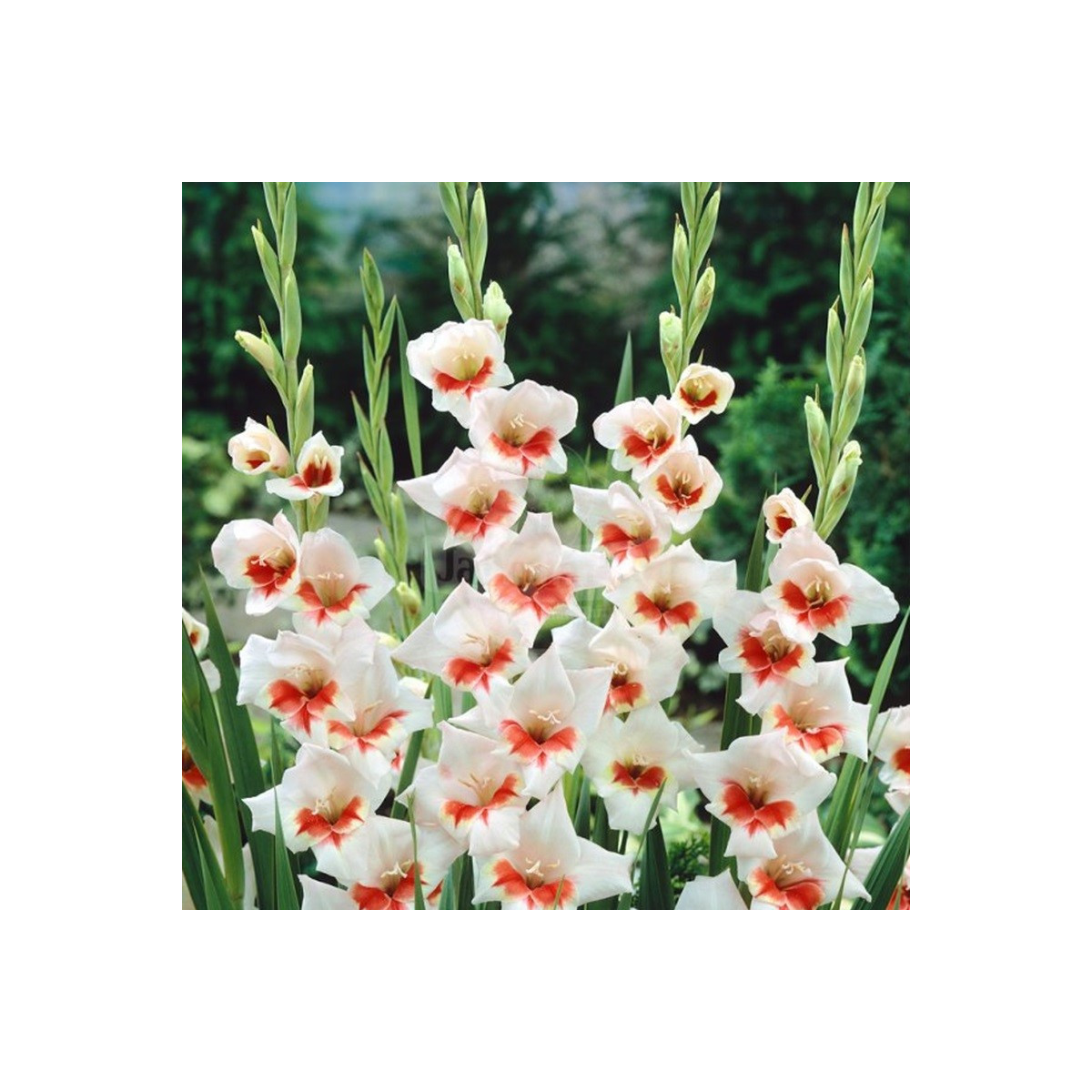 Gladiola Japonica - Gladiolus - predaj cibuľovín - 3 ks