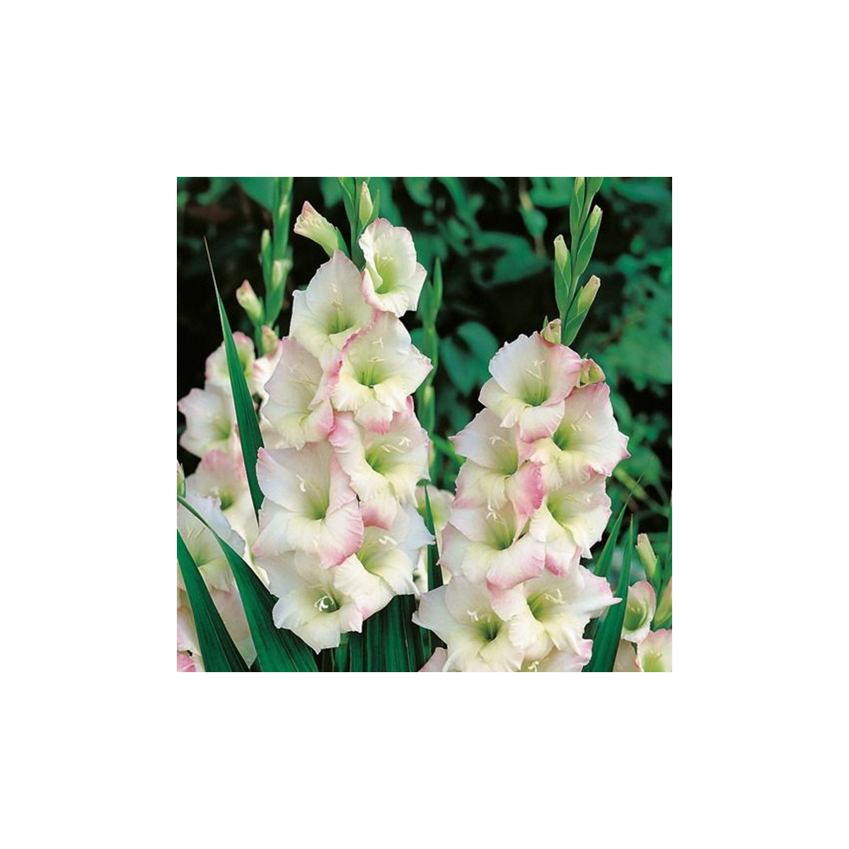 Gladiola Cream Perfection - Gladiolus - predaj cibuľovín - 3 ks