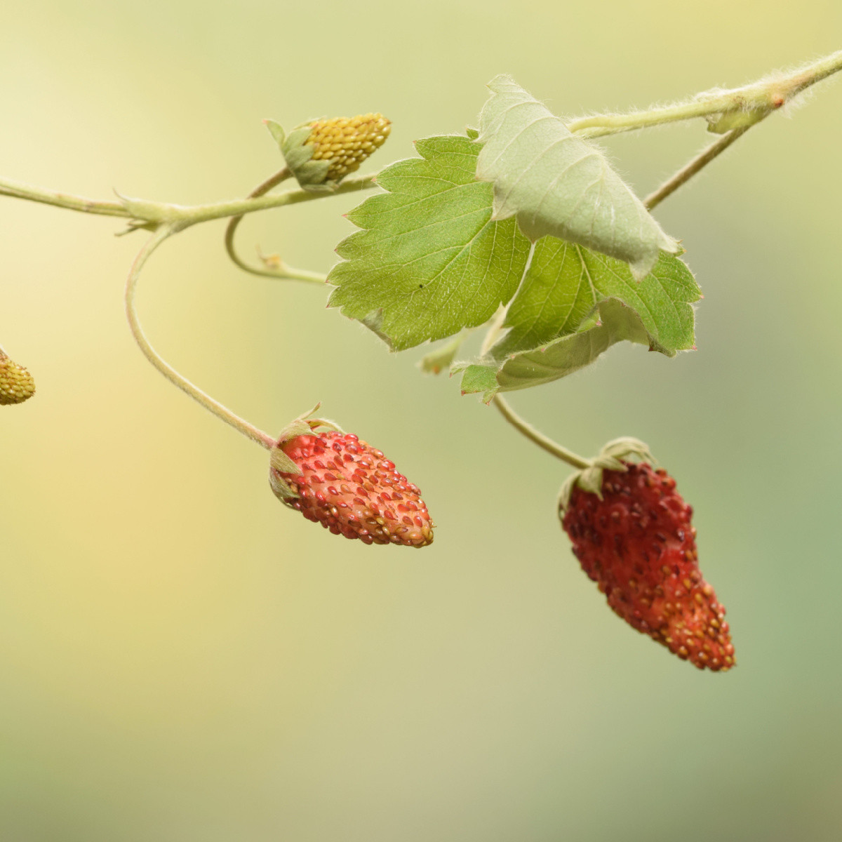 Jahodník lesný Mignonette - Fragaria vesca - predaj semien - 15 ks ​