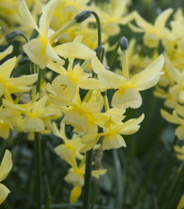 Narcis Hawera - Narcissus - predaj cibuľovín - 3 ks