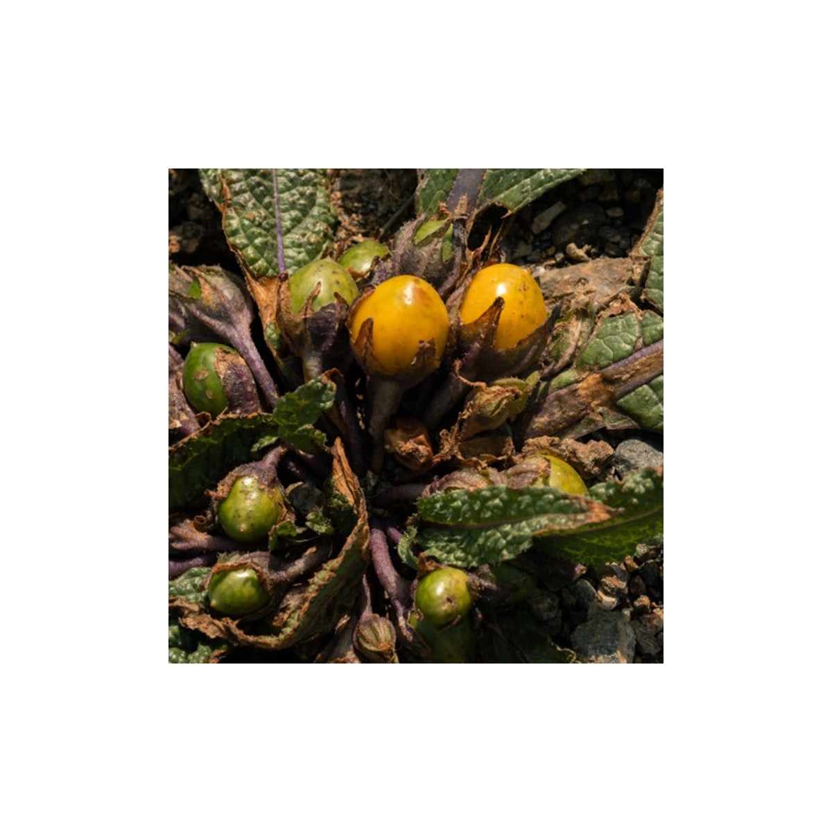 Mandragora lekárska - Mandragora officinalis - predaj semien - 6 ks ​