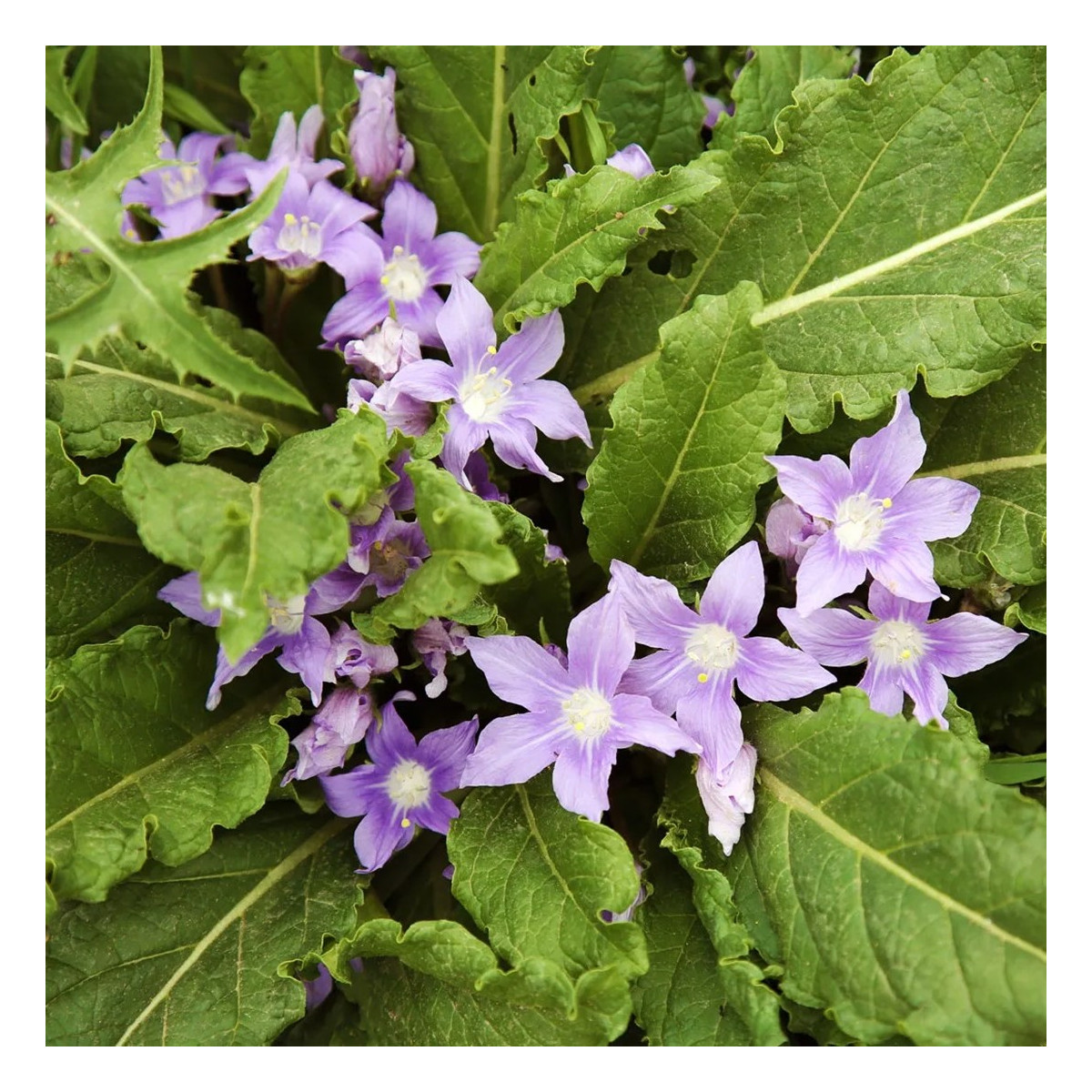 Mandragora lekárska - Mandragora officinalis - predaj semien - 6 ks ​