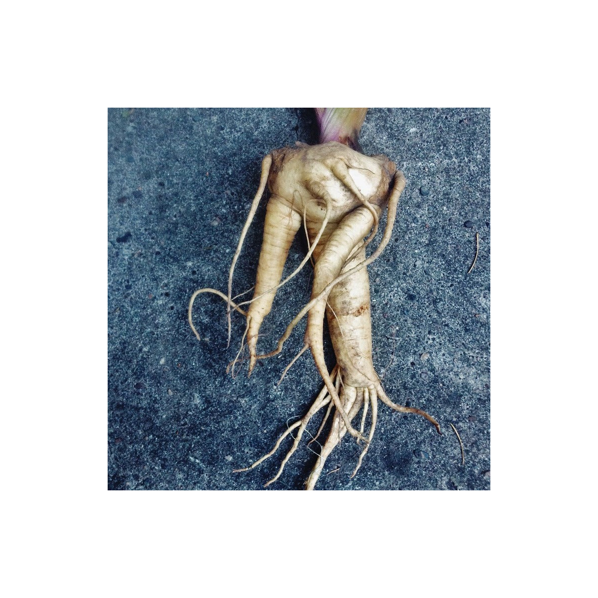 Mandragora lekárska - Mandragora officinalis - predaj semien - 6 ks ​