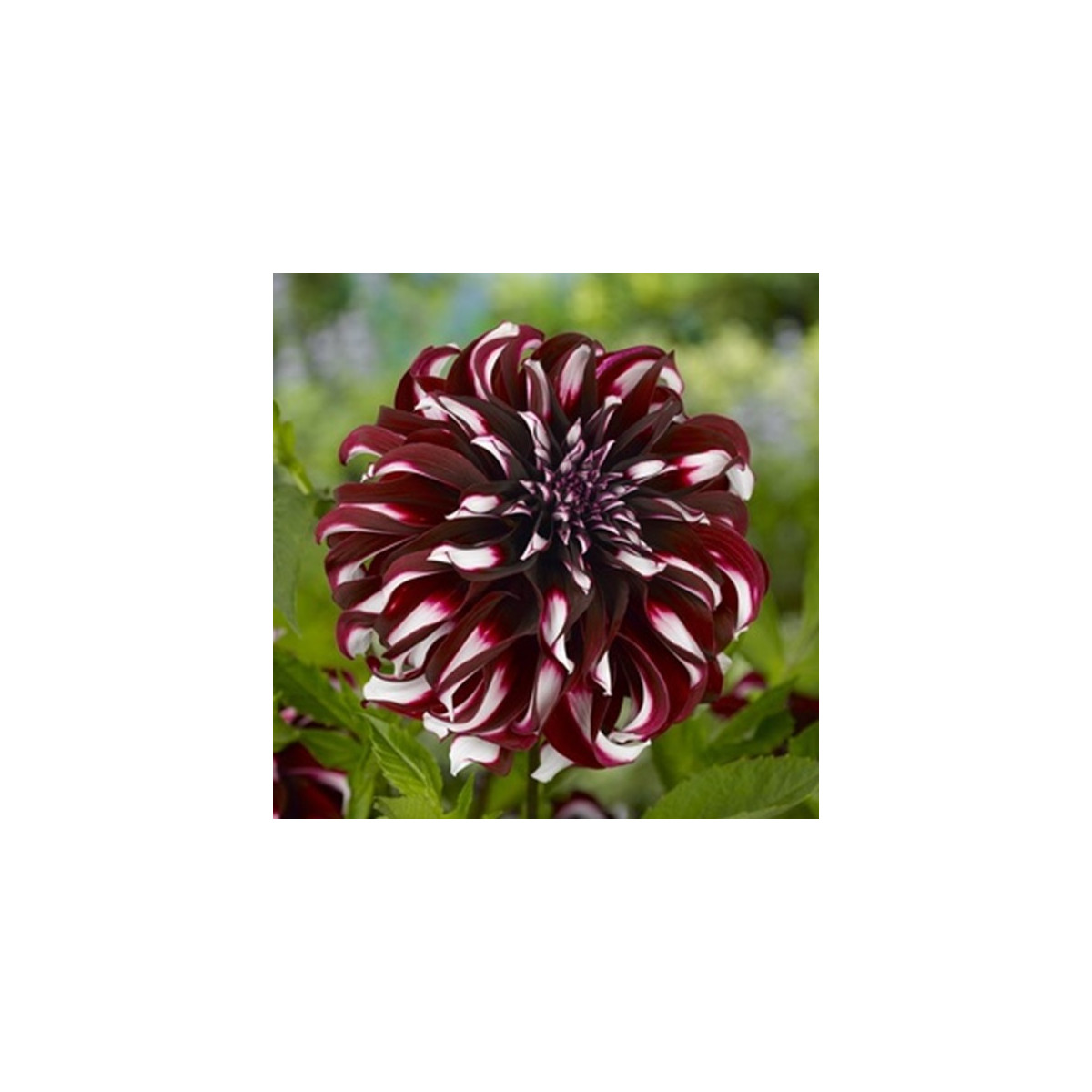 Georgína Tartan - Dahlia - predaj cibuľovín - 1 ks
