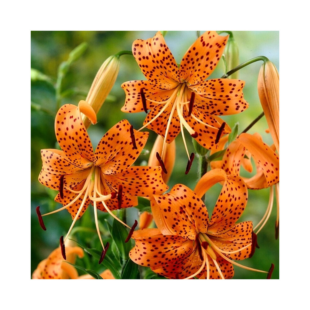 Ľalia Tigrinum - Lilium - predaj cibuľovín - 1 ks