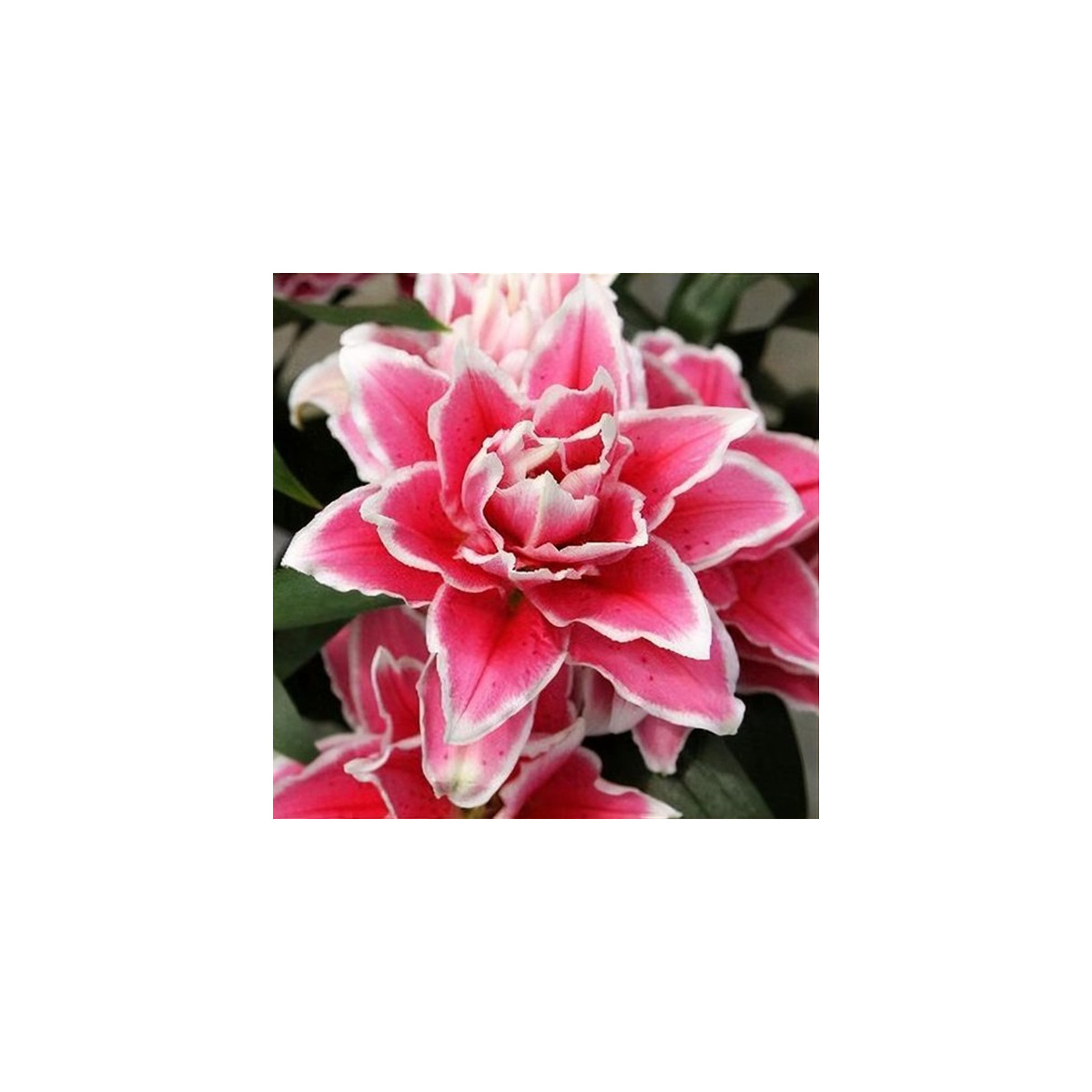 Ľalia Roselily Samantha - Lilium - predaj cibuľovín - 1 ks