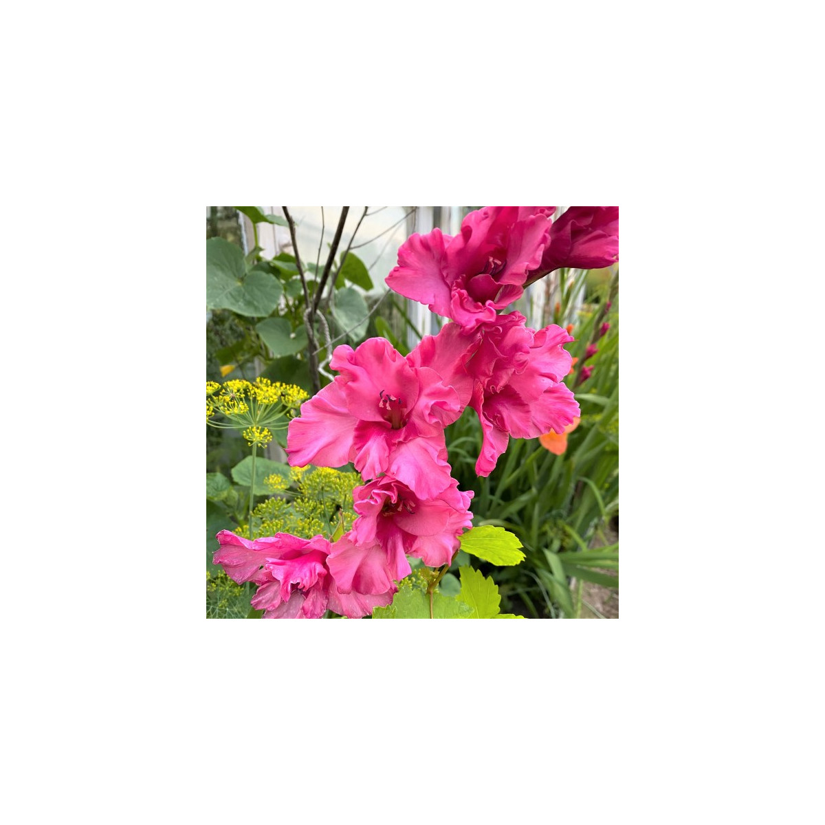 Gladiola Kingston Ruffle - Gladiolus - predaj cibuľovín - 3 ks