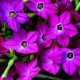 Tabak Saratoga ružový F1 - Nicotiana alata - predaj semien - 30 ks