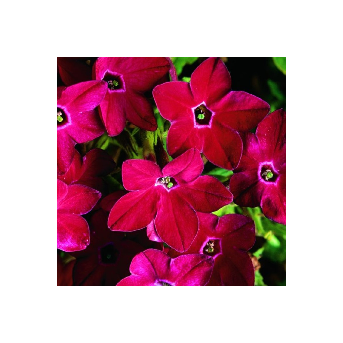 Tabak Saratoga červený F1 - Nicotiana x alata - predaj semien - 30 ks